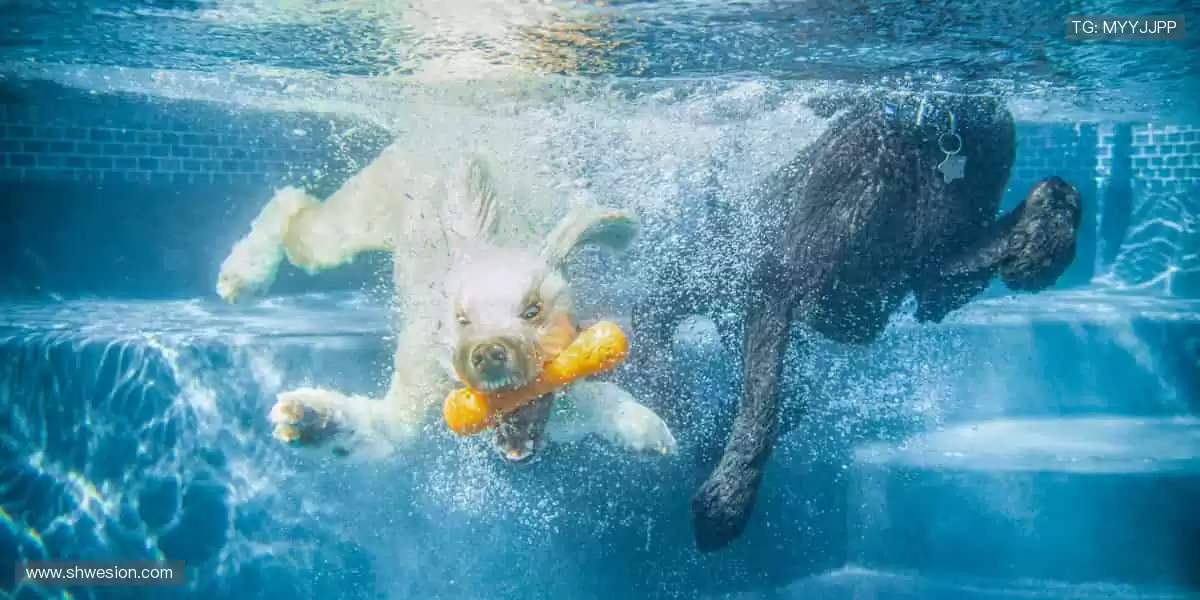 🏀 巅峰之战,不容错过!全球赛事同步直播,零时差感受速度与激情!